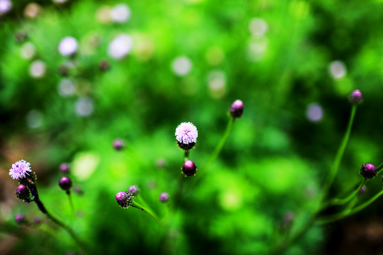 桔梗目菊科植物泥胡菜