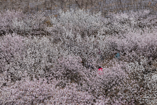 樱桃花下