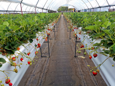 立体大棚草莓种植基地