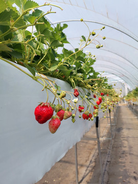 立体大棚草莓种植基地