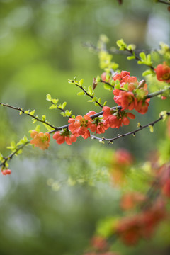 春暖花开