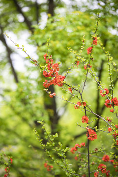 四月芳菲