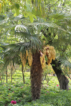扇子树棕榈树