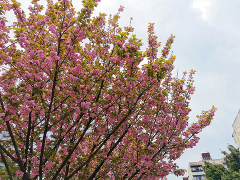 樱花