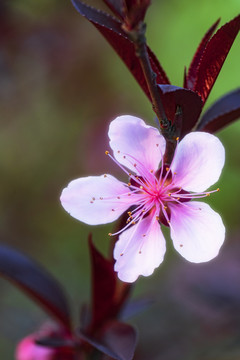 紫叶桃花