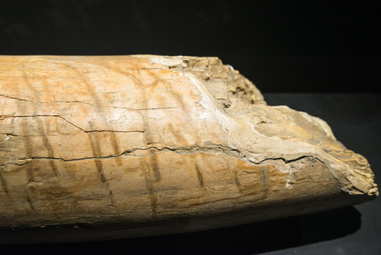 菱齿象门牙化石