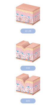 皮肤组织衰老过程示意图