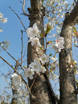 东京樱花