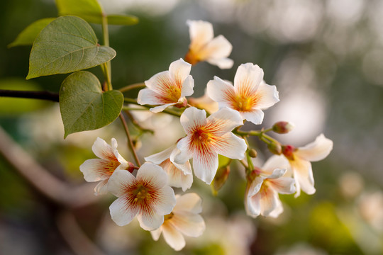 油桐花