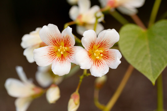 油桐花