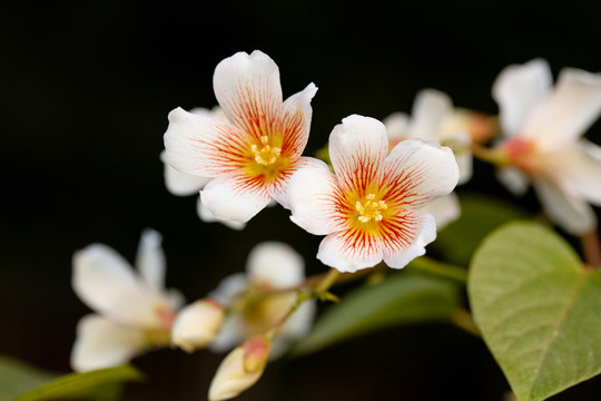 油桐花