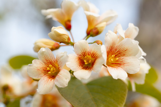 油桐花