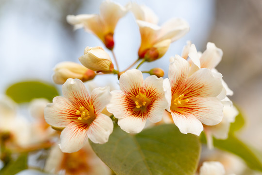 油桐花