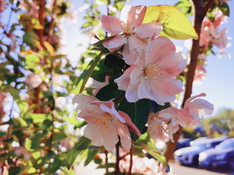 花朵梅花早春