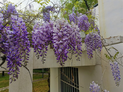 紫藤花