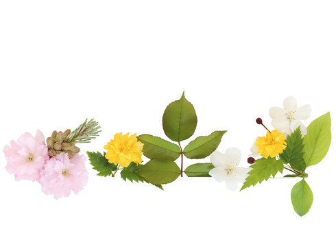 植物花朵元素透明底
