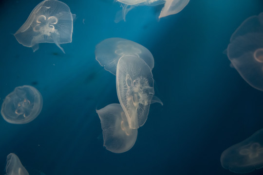 海洋梦幻水母