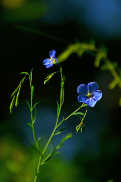 亚麻花