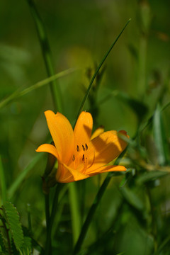 萱草花