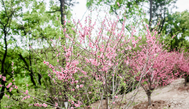 桃花