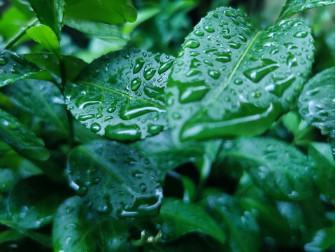 谷雨素材