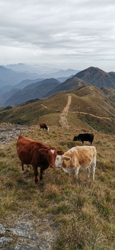 高山牛群