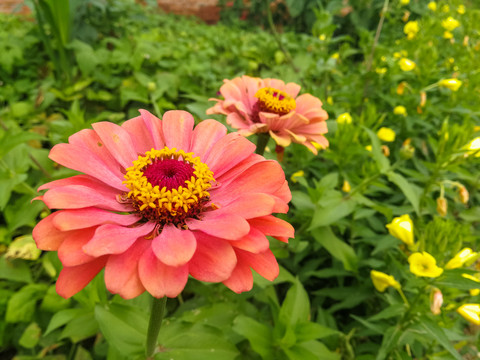 夏天鲜花盛开百日菊百日草