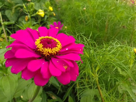 一朵鲜花百日菊百日草