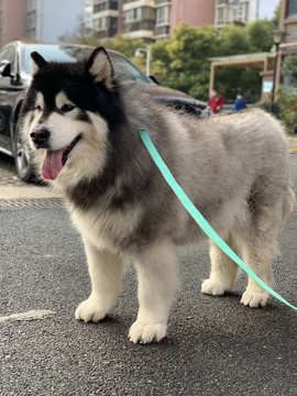 纤绳的阿拉斯加雪橇犬