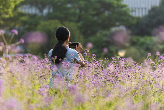 花海里的女孩子