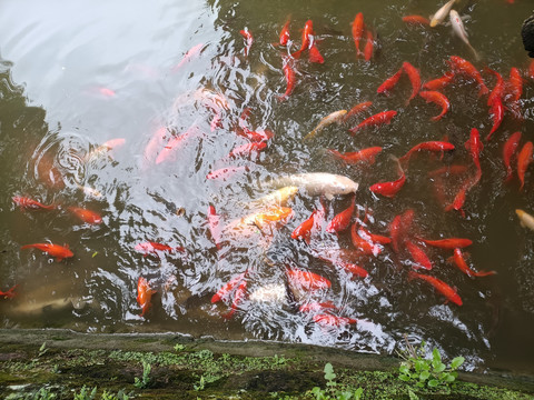 錦鯉