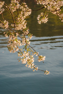 杭州西湖春季樱花风景