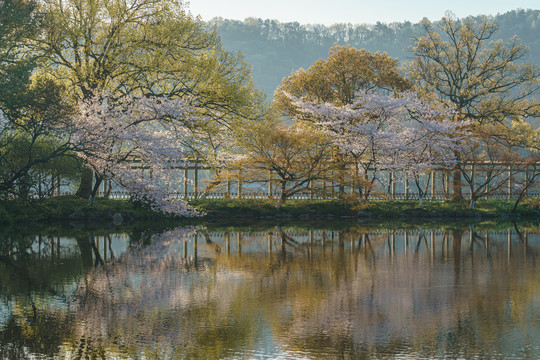 杭州西湖花港观鱼春季樱花风景