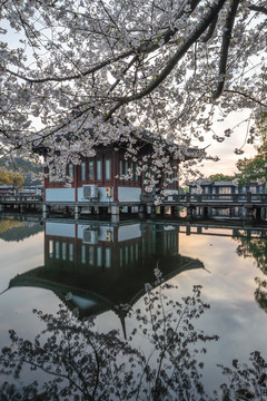 杭州西湖曲院风荷春季樱花风景