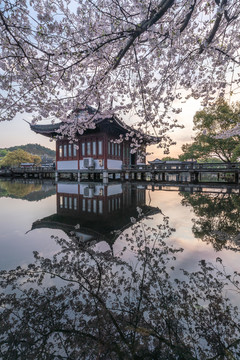 杭州西湖曲院风荷春季樱花风景