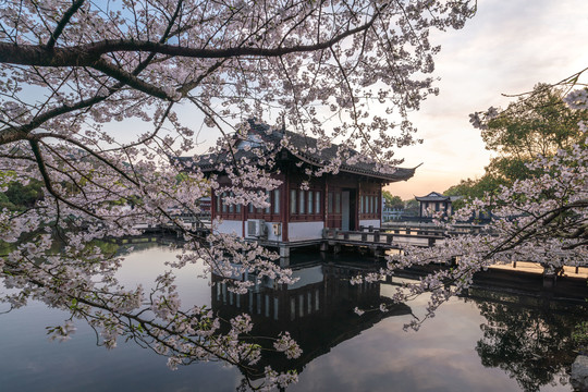 杭州西湖曲院风荷春季樱花风景