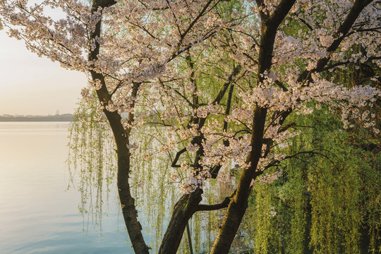 杭州西湖苏堤春季樱花风景