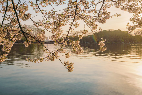 杭州西湖苏堤春季樱花风景