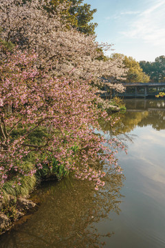 杭州西湖花港观鱼春季樱花风景