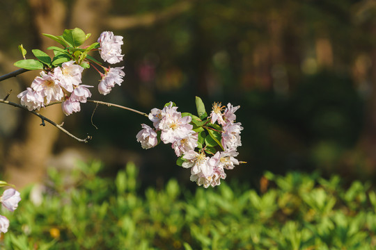 春季樱花背景图