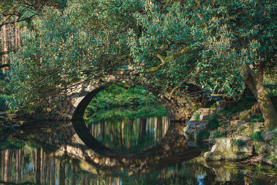 杭州西湖曲院风荷景区清晨风景