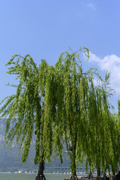 湖边的柳树