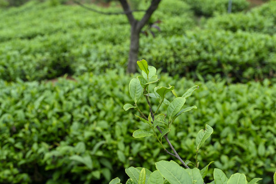 茶叶特写