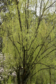 春天的柳树