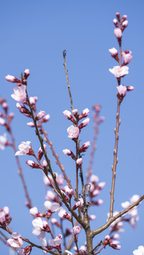 桃花背景图