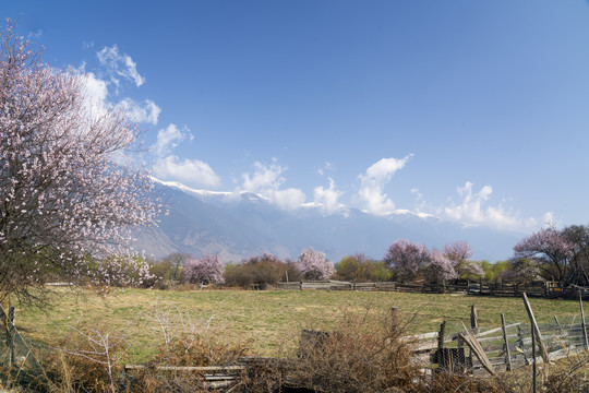 林芝桃花