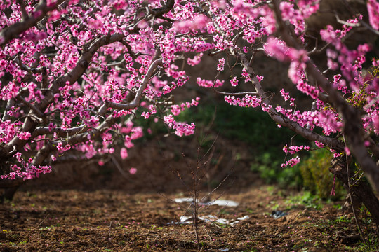 秦安桃花