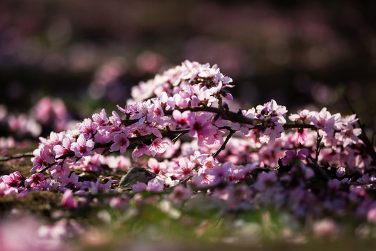 秦安桃花