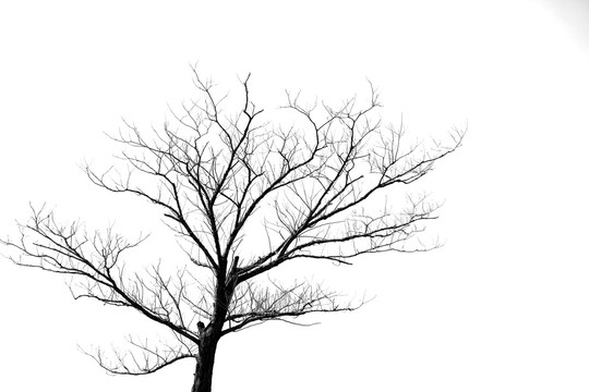 黑白水墨树枝