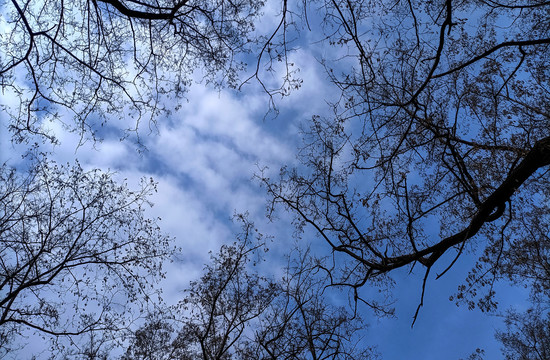枯树枝与天空